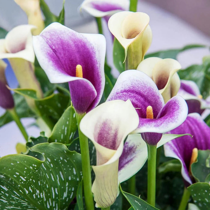 calla lily da vinci (1 bulb ) Houseplant - Caribbean garden seed