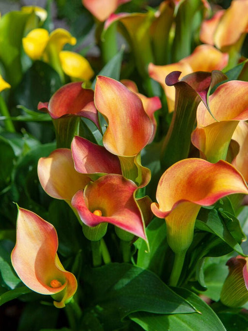 calla lily -Orange Pitcher (1 bulb ) Houseplant - Caribbean garden seed