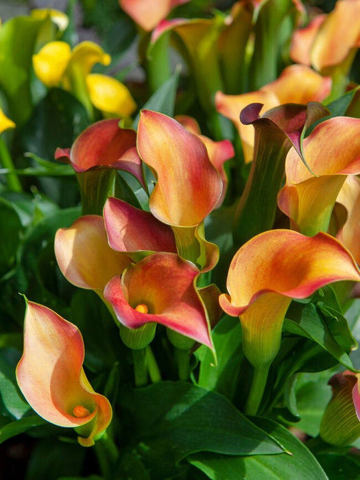calla lily -Orange Pitcher (1 bulb ) Houseplant - Caribbean garden seed