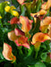 calla lily -Orange Pitcher (1 bulb ) Houseplant - Caribbean garden seed