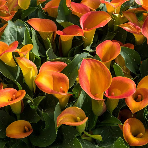 calla lily -Orange Pitcher (1 bulb ) Houseplant - Caribbean garden seed