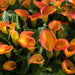 calla lily -Orange Pitcher (1 bulb ) Houseplant - Caribbean garden seed