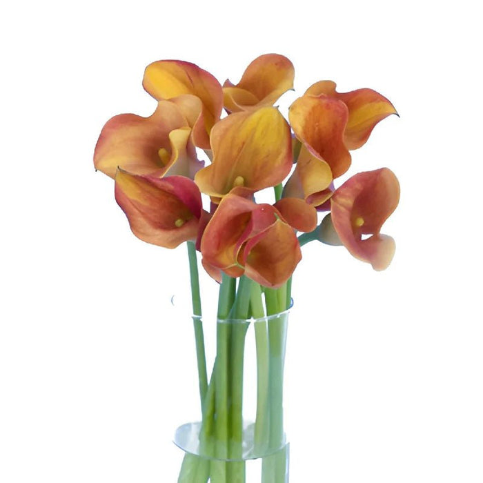 calla lily -Orange Pitcher (1 bulb ) Houseplant - Caribbean garden seed
