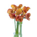calla lily -Orange Pitcher (1 bulb ) Houseplant - Caribbean garden seed