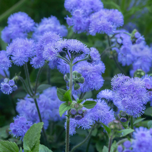 Floss Flower Seeds - Blue Mink - Caribbean garden seed