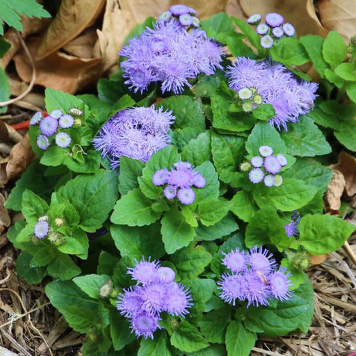 Floss Flower Seeds - Blue Mink - Caribbean garden seed