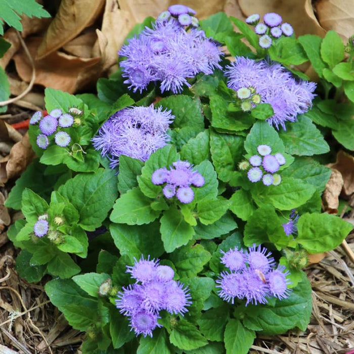 Floss Flower Seeds - Blue Mink - Caribbean garden seed