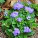Floss Flower Seeds - Blue Mink - Caribbean garden seed