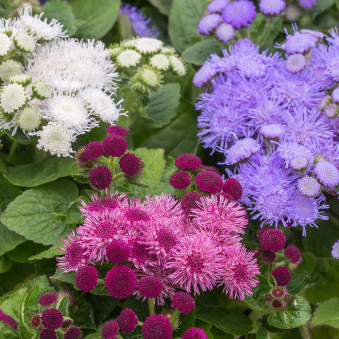 Floss Flower Seeds - Mixed - Caribbean garden seed