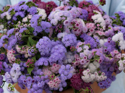 Floss Flower Seeds - Mixed - Caribbean garden seed