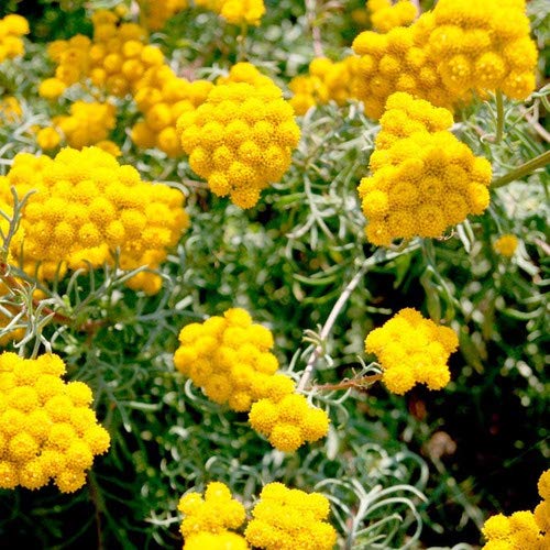 Floss Flower Seeds - (Lonas Inodora) Yellow - Caribbean garden seed