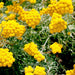 Floss Flower Seeds - (Lonas Inodora) Yellow - Caribbean garden seed