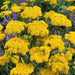 Floss Flower Seeds - (Lonas Inodora) Yellow - Caribbean garden seed