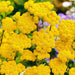 Floss Flower Seeds - (Lonas Inodora) Yellow - Caribbean garden seed