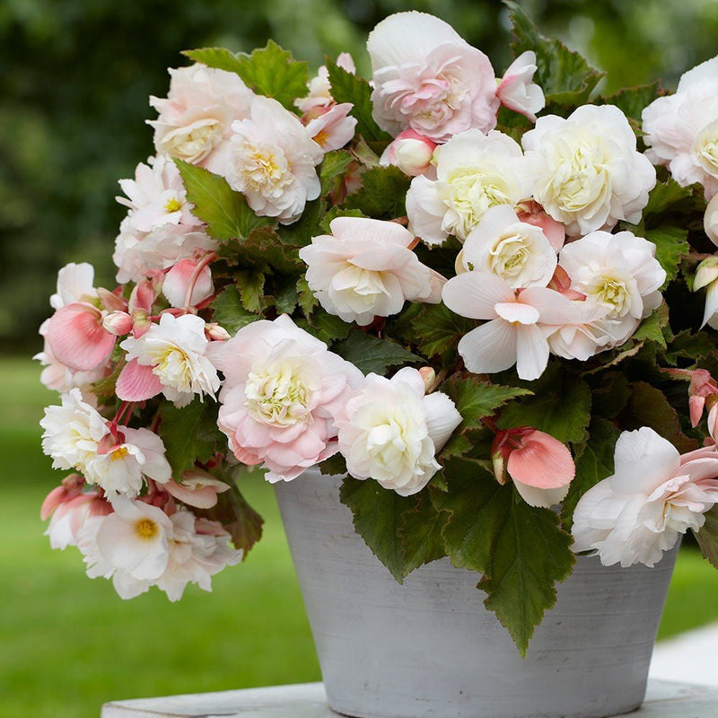 Begonia Bulbs - Angelique ,Fragrant - Caribbean garden seed
