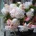 Begonia Bulbs - Angelique ,Fragrant - Caribbean garden seed