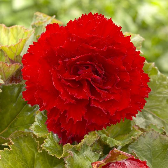 Begonia - Rose form Red ,Fragrant - Caribbean garden seed