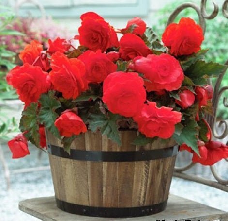 Begonia - Rose form Red ,Fragrant - Caribbean garden seed
