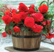 Begonia - Rose form Red ,Fragrant - Caribbean garden seed