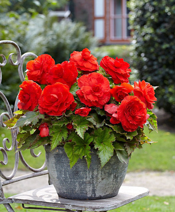 Begonia - Rose form Red ,Fragrant - Caribbean garden seed