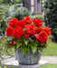 Begonia - Rose form Red ,Fragrant - Caribbean garden seed