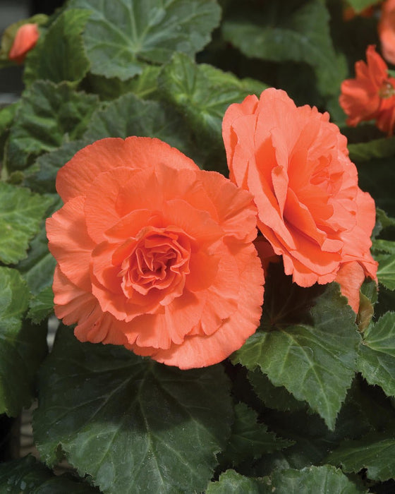 Begonia - Roseform Salmon ,Fragrant - Caribbean garden seed
