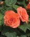 Begonia - Roseform Salmon ,Fragrant - Caribbean garden seed
