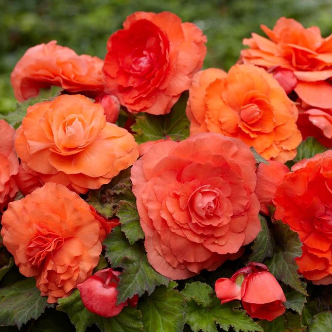 Begonia - Roseform Salmon ,Fragrant - Caribbean garden seed