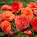 Begonia - Roseform Salmon ,Fragrant - Caribbean garden seed