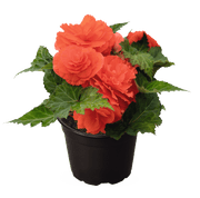 Begonia - Roseform Salmon ,Fragrant - Caribbean garden seed