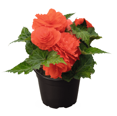 Begonia - Roseform Salmon ,Fragrant - Caribbean garden seed