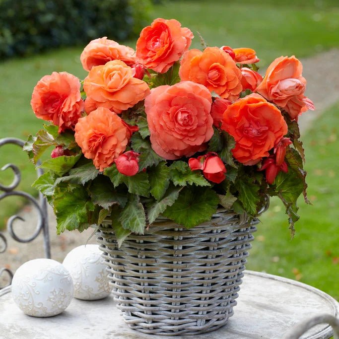 Begonia - Roseform Salmon ,Fragrant - Caribbean garden seed