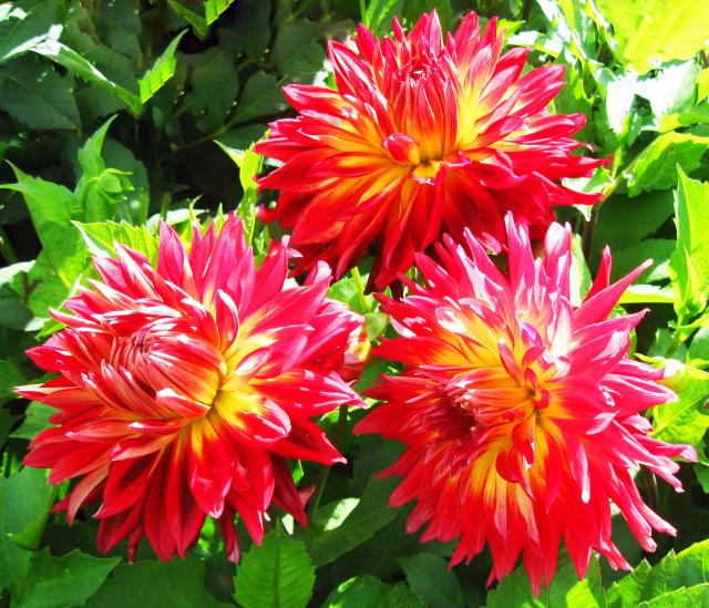 Dahlia -Dinner Plate , Manhattan Island - Caribbean garden seed