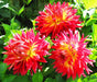 Dahlia -Dinner Plate , Manhattan Island - Caribbean garden seed