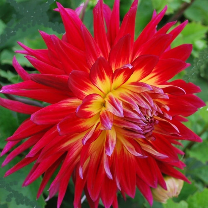 Dahlia -Dinner Plate , Manhattan Island - Caribbean garden seed