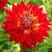Dahlia -Dinner Plate , Manhattan Island - Caribbean garden seed
