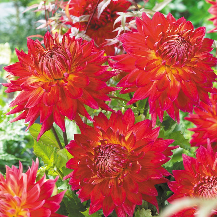Dahlia -Dinner Plate , Manhattan Island - Caribbean garden seed