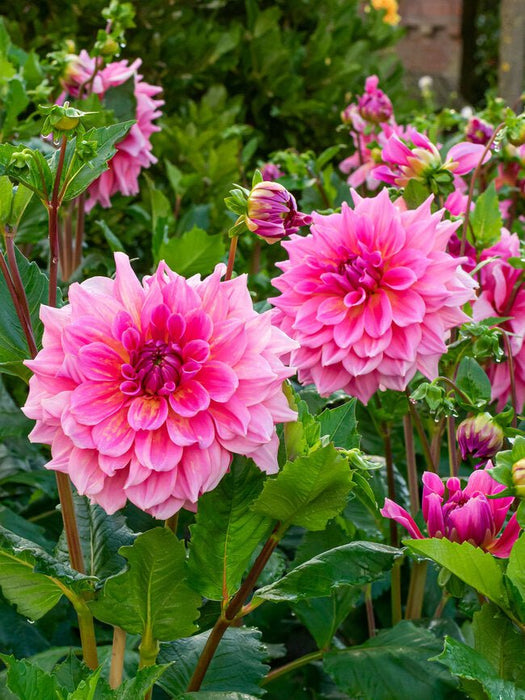 Dahlia -Dinner Plate , Ottos thrill - Caribbean garden seed