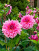 Dahlia -Dinner Plate , Ottos thrill - Caribbean garden seed