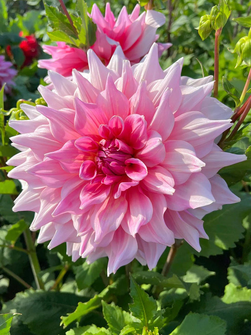 Dahlia -Dinner Plate , Ottos thrill - Caribbean garden seed