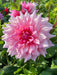 Dahlia -Dinner Plate , Ottos thrill - Caribbean garden seed