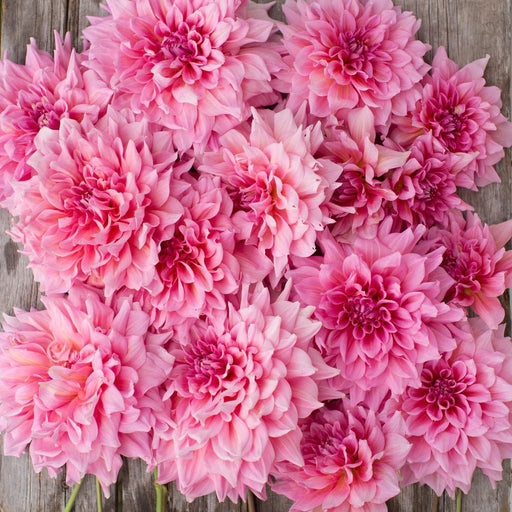 Dahlia -Dinner Plate , Ottos thrill - Caribbean garden seed