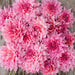 Dahlia -Dinner Plate , Ottos thrill - Caribbean garden seed