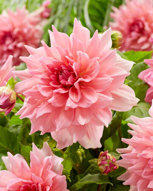 Dahlia -Dinner Plate , Ottos thrill - Caribbean garden seed