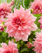 Dahlia -Dinner Plate , Ottos thrill - Caribbean garden seed