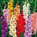 Gladiolus Bulbs - 4th of July Blend - Caribbean garden seed