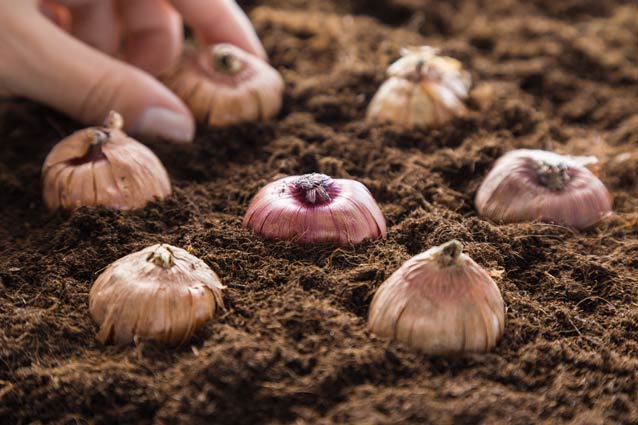 Gladiolus Bulbs - 4th of July Blend - Caribbean garden seed