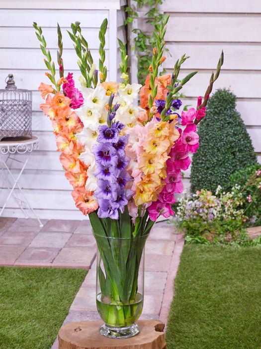 Gladiolus Bulbs - 4th of July Blend - Caribbean garden seed