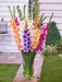 Gladiolus Bulbs - 4th of July Blend - Caribbean garden seed