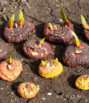Gladiolus Bulbs - Dazzling Tangerine Mixture - Caribbean garden seed